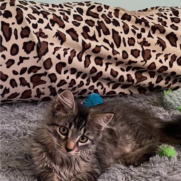 Meet your Posher, Brooke - Picture 6 of 11